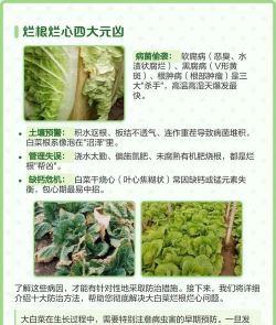 家里阳光不足怎么养花，选对植物种类，掌握养护技巧