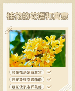 家里阳光不足怎么养花，选对植物种类，掌握养护技巧