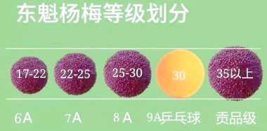 东魁杨梅和仙居杨梅的区别