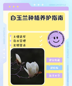 家里阳光不足怎么养花，选对植物种类，掌握养护技巧