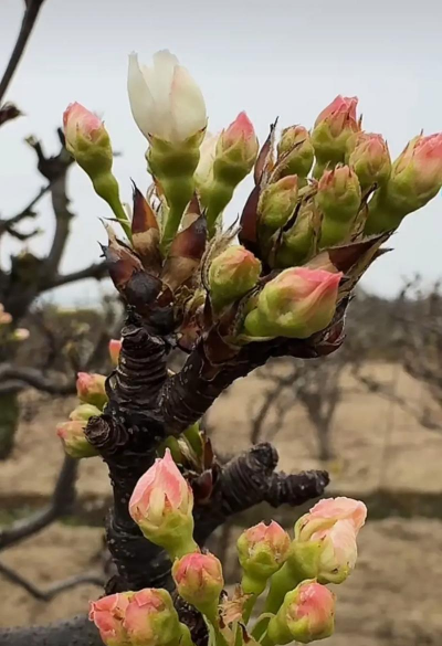 家里阳光不足怎么养花，选对植物种类，掌握养护技巧