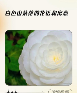 家里阳光不足怎么养花，选对植物种类，掌握养护技巧