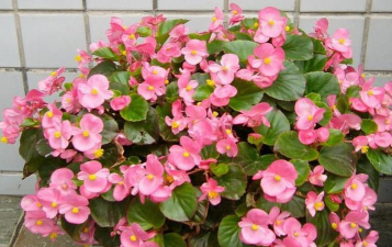 家里阳光不足怎么养花，选对植物种类，掌握养护技巧