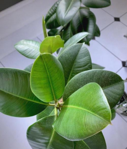 家里阳光不足怎么养花，选对植物种类，掌握养护技巧