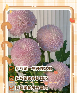 家里阳光不足怎么养花，选对植物种类，掌握养护技巧