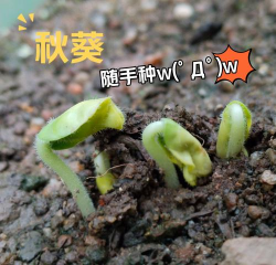 家里阳光不足怎么养花，选对植物种类，掌握养护技巧