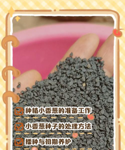 家里阳光不足怎么养花，选对植物种类，掌握养护技巧