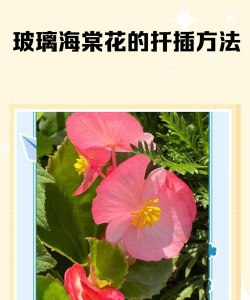 家里阳光不足怎么养花，选对植物种类，掌握养护技巧