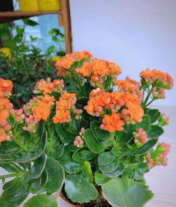 家里阳光不足怎么养花，选对植物种类，掌握养护技巧