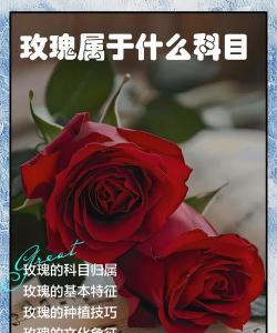 家里阳光不足怎么养花，选对植物种类，掌握养护技巧