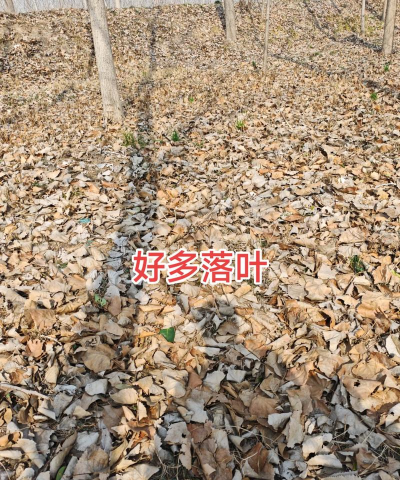 家里阳光不足怎么养花，选对植物种类，掌握养护技巧