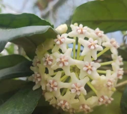 家里阳光不足怎么养花，选对植物种类，掌握养护技巧