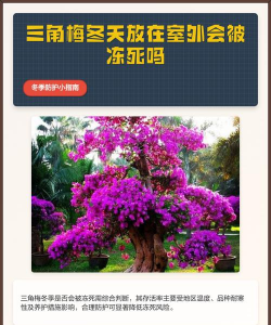 家里阳光不足怎么养花，选对植物种类，掌握养护技巧