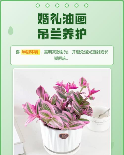 家里阳光不足怎么养花，选对植物种类，掌握养护技巧