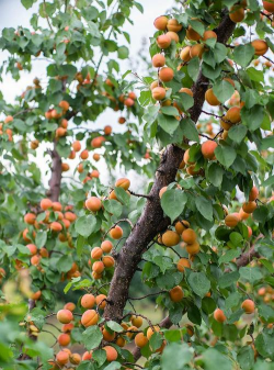 家里阳光不足怎么养花，选对植物种类，掌握养护技巧