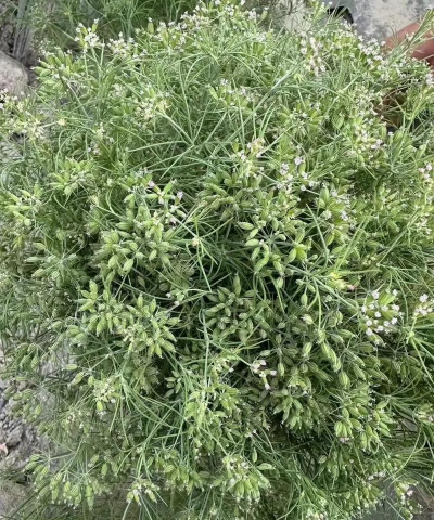 家里阳光不足怎么养花，选对植物种类，掌握养护技巧