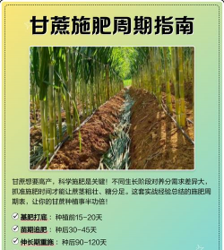 家里阳光不足怎么养花，选对植物种类，掌握养护技巧