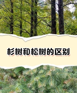 杉树和松树的区别