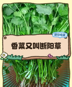 家里阳光不足怎么养花，选对植物种类，掌握养护技巧