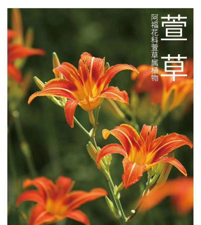 家里阳光不足怎么养花，选对植物种类，掌握养护技巧