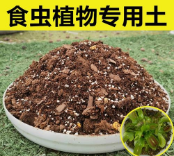 家里阳光不足怎么养花，选对植物种类，掌握养护技巧