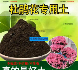 家里阳光不足怎么养花，选对植物种类，掌握养护技巧