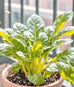 家里阳光不足怎么养花，选对植物种类，掌握养护技巧