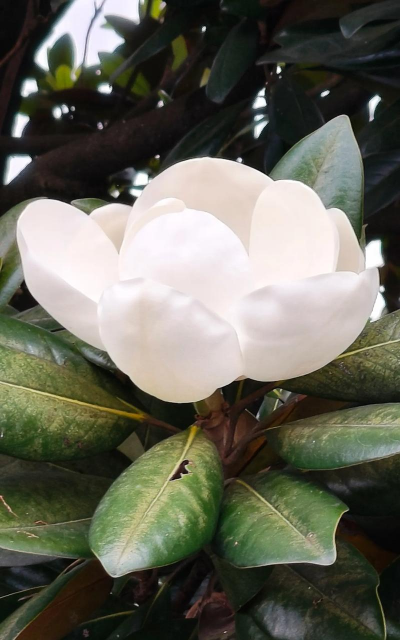 家里阳光不足怎么养花，选对植物种类，掌握养护技巧