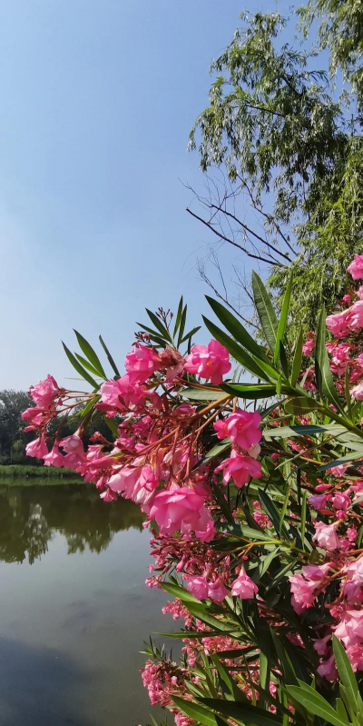 家里阳光不足怎么养花，选对植物种类，掌握养护技巧