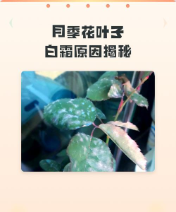 家里阳光不足怎么养花，选对植物种类，掌握养护技巧