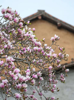 家里阳光不足怎么养花，选对植物种类，掌握养护技巧