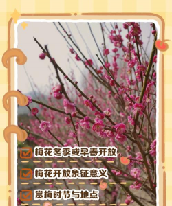 家里阳光不足怎么养花，选对植物种类，掌握养护技巧