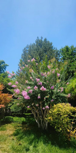 家里阳光不足怎么养花，选对植物种类，掌握养护技巧