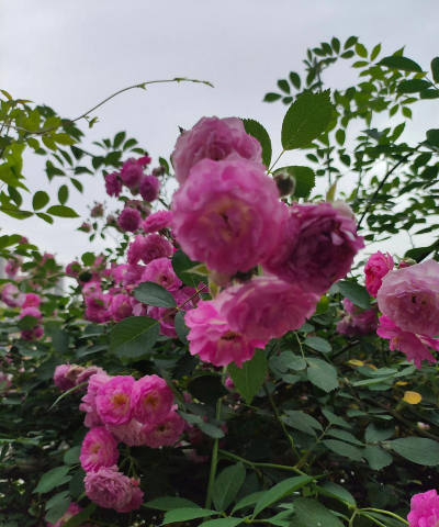 家里阳光不足怎么养花，选对植物种类，掌握养护技巧