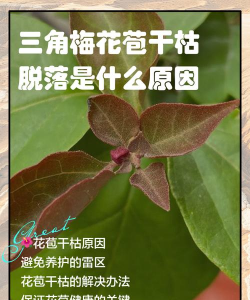 家里阳光不足怎么养花，选对植物种类，掌握养护技巧