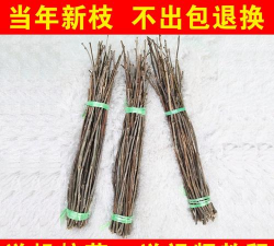 家里阳光不足怎么养花，选对植物种类，掌握养护技巧