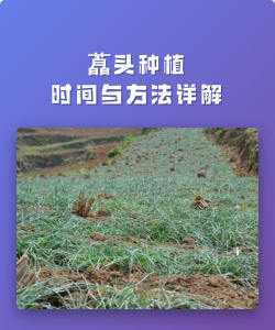 家里阳光不足怎么养花，选对植物种类，掌握养护技巧