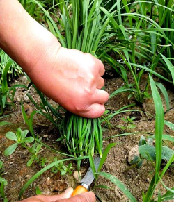 家里阳光不足怎么养花，选对植物种类，掌握养护技巧