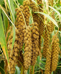 家里阳光不足怎么养花，选对植物种类，掌握养护技巧