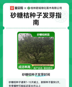 家里阳光不足怎么养花，选对植物种类，掌握养护技巧