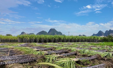 家里阳光不足怎么养花，选对植物种类，掌握养护技巧