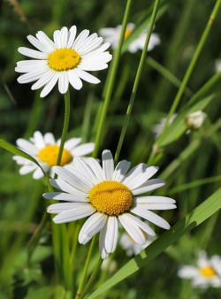 家里阳光不足怎么养花，选对植物种类，掌握养护技巧