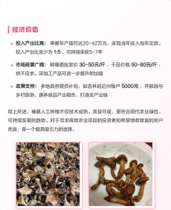 家里阳光不足怎么养花，选对植物种类，掌握养护技巧