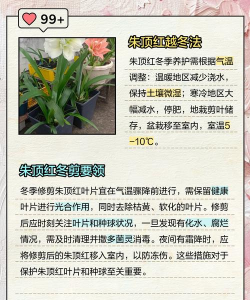 家里阳光不足怎么养花，选对植物种类，掌握养护技巧