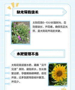 家里阳光不足怎么养花，选对植物种类，掌握养护技巧