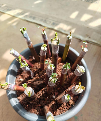 家里阳光不足怎么养花，选对植物种类，掌握养护技巧