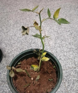 家里阳光不足怎么养花，选对植物种类，掌握养护技巧