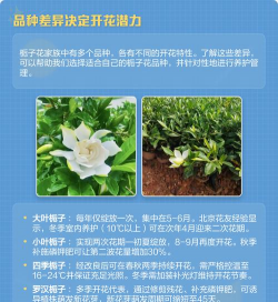 家里阳光不足怎么养花，选对植物种类，掌握养护技巧