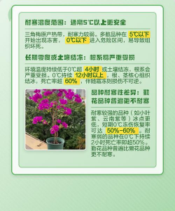 家里阳光不足怎么养花，选对植物种类，掌握养护技巧