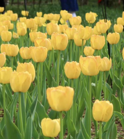 家里阳光不足怎么养花，选对植物种类，掌握养护技巧